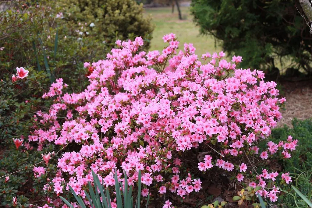 Lynrose Place Stanthorpe Australia